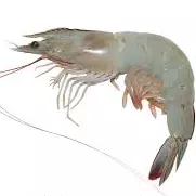 Langostinos Blancos