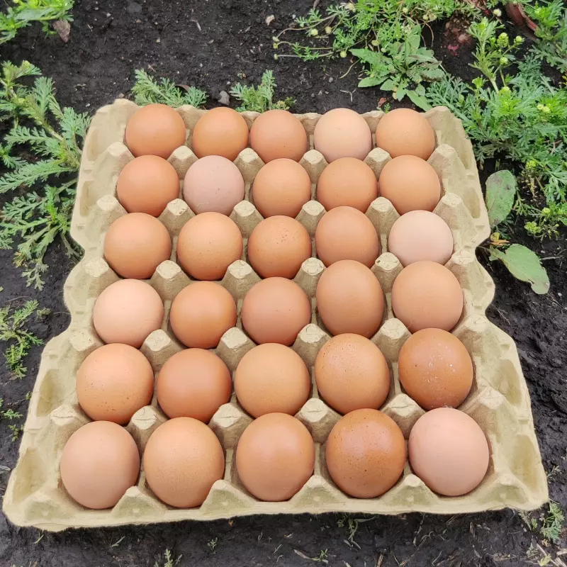 Huevos rojos × 15 unidades