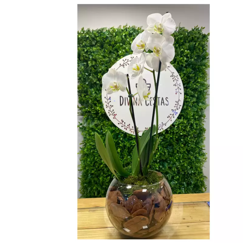 Box orquídea em vaso de vidro