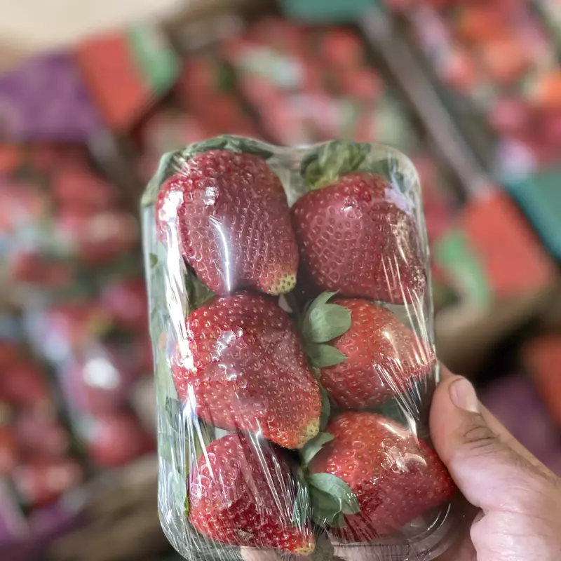 Morango selecionados