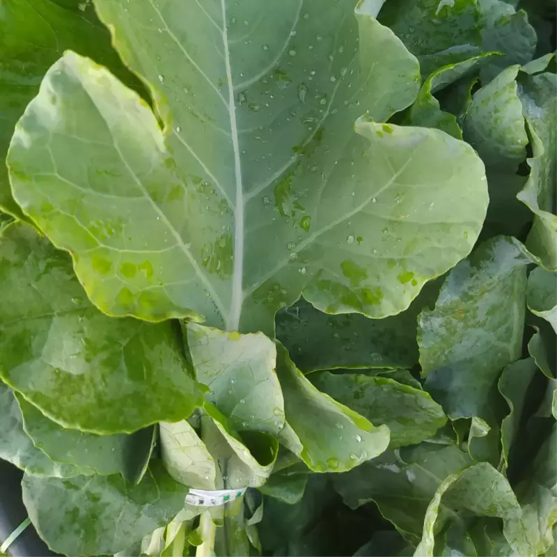 Couve Verde Escura (Néia)