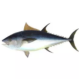 Atun Blanco