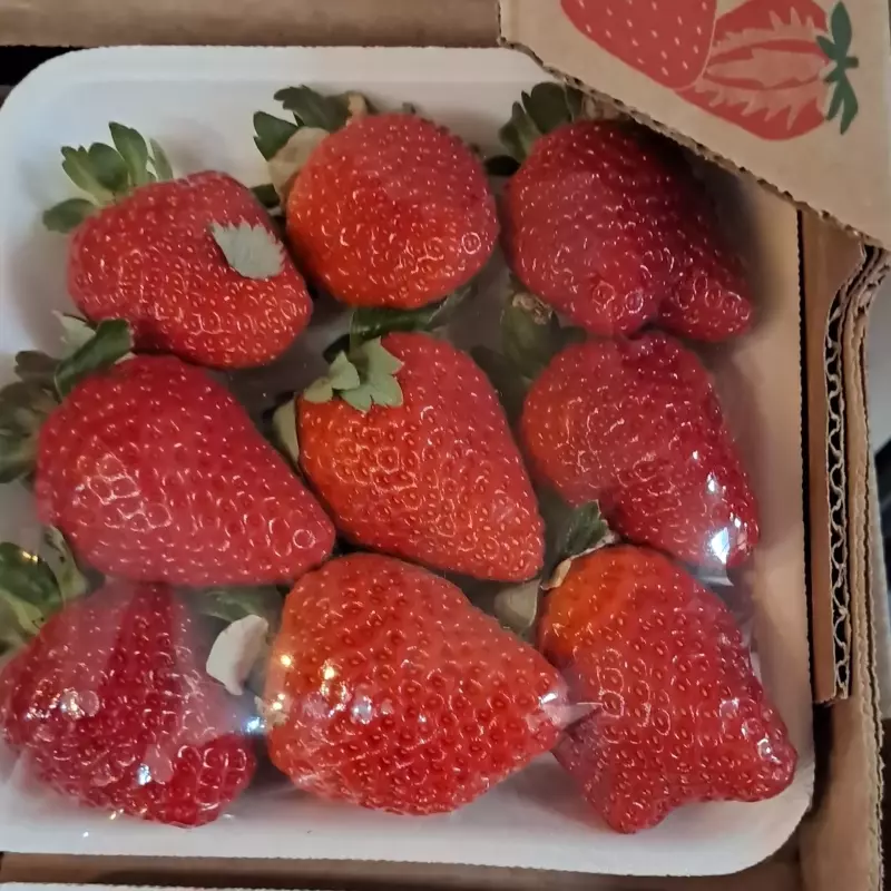 Morango imperial grandões