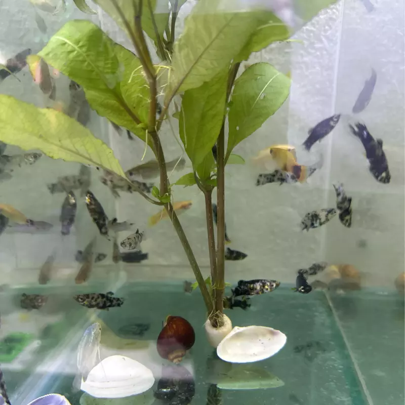 10 Platy variados