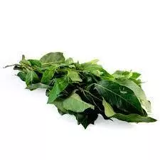 Hoja de Aguacate