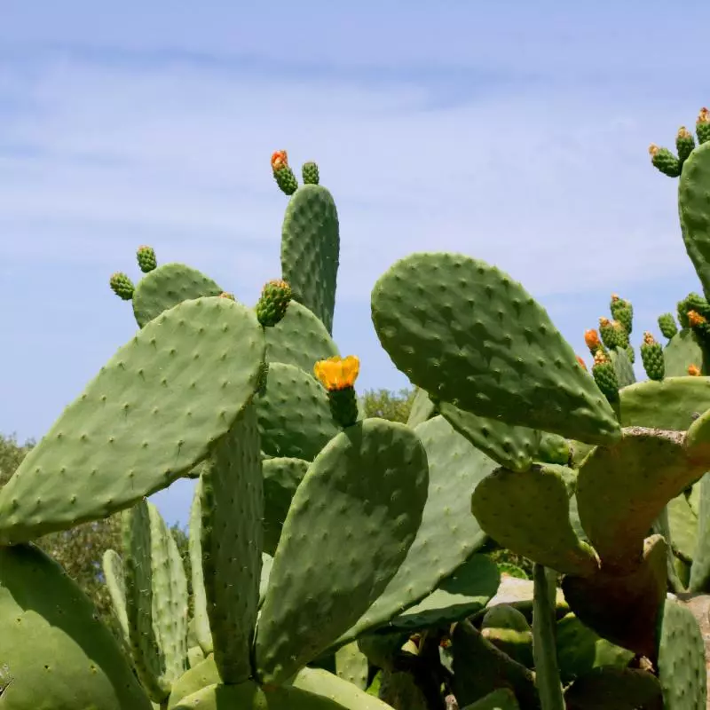 Nopales Naturais e Fresco