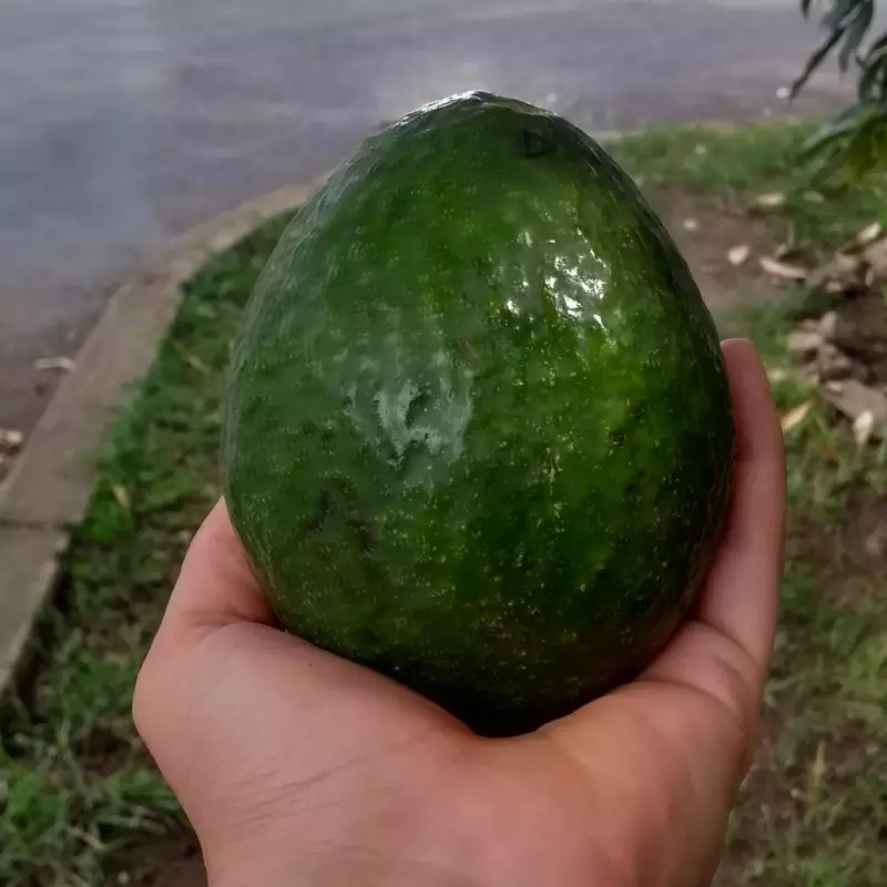 Aguacate trinidad macho 9000