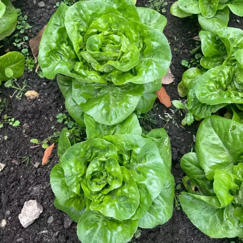 (Lechuga)Cogollo Tubela   x 2Und.