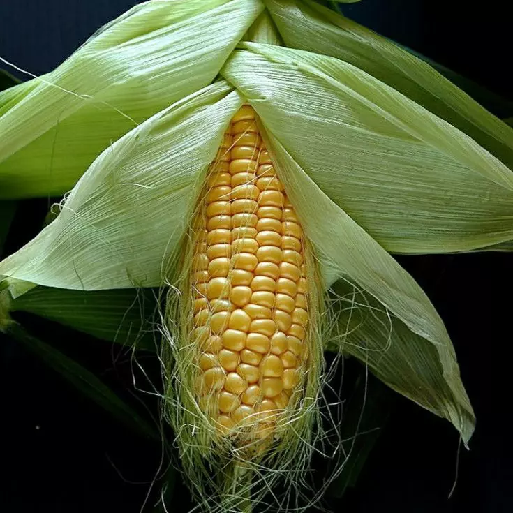 Mazorca Bogotana  x UND