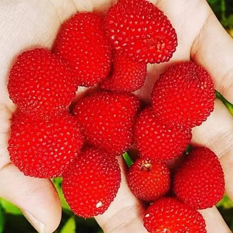 Frambuesa Silvestre Orgánica Congelada x250gr $ 12.000,00