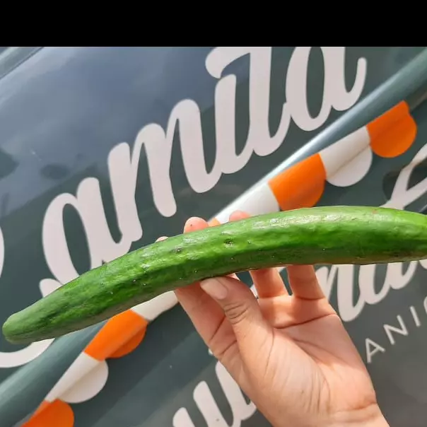 Pepino japonês 500g