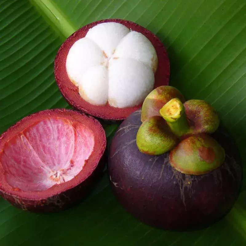 Mangostin