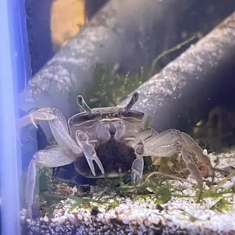 Caranguejo violinista