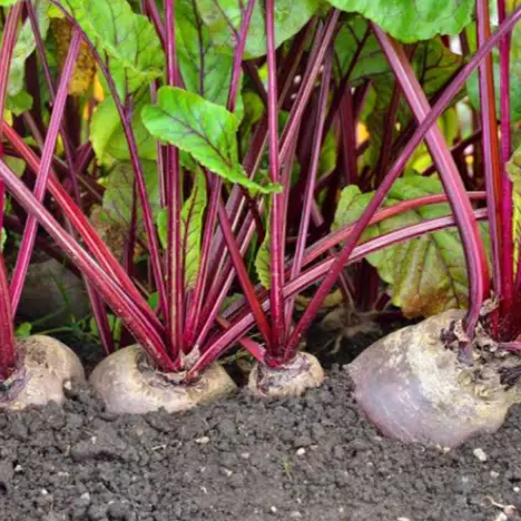 Beterraba com folhas