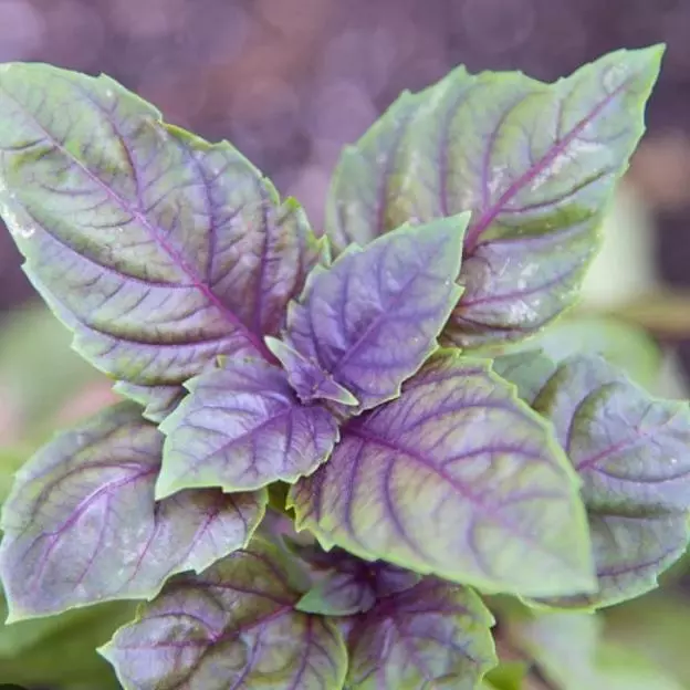 Manjericão roxo (maço)