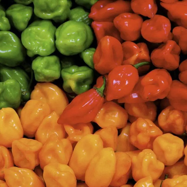 Chile Habanero