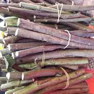 MOZOTE ROLLO
