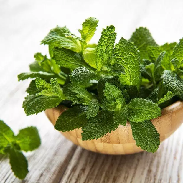 Menta