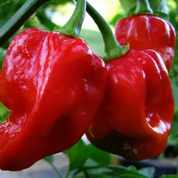 Habaneros Verme in Natura (fresco)