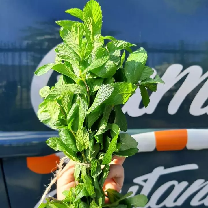 Chá Hortelã- maço