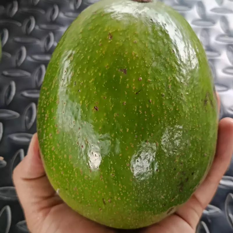Aguacate choquette 22.000