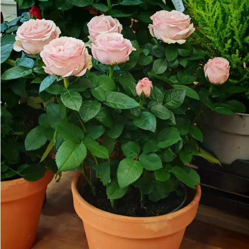 Planta de rosas + maceta