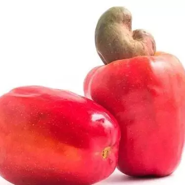 Polpa de caju fracionada 10 pacotes