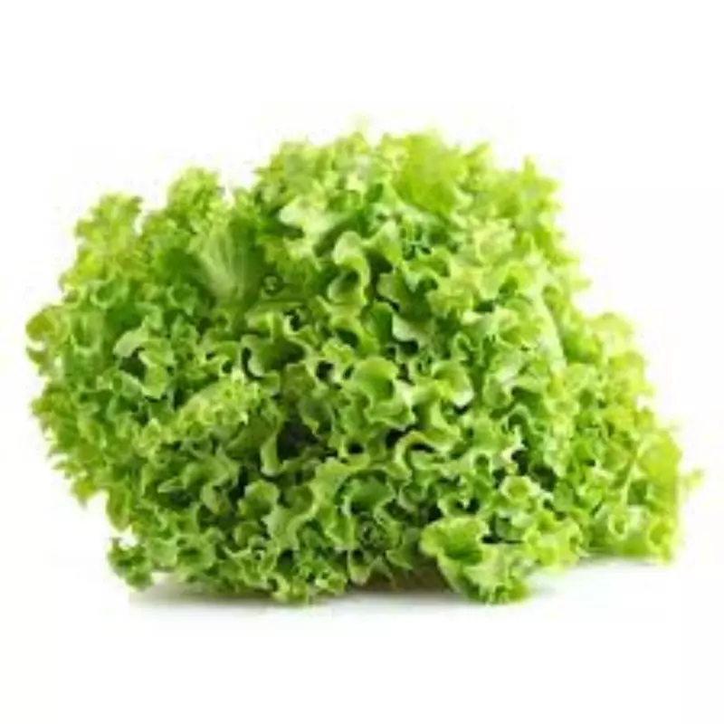 Alface crespa verde (pé)