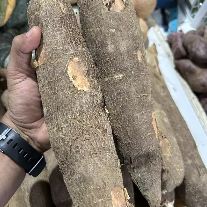 MACAXEIRA - PERNAMBUCANA