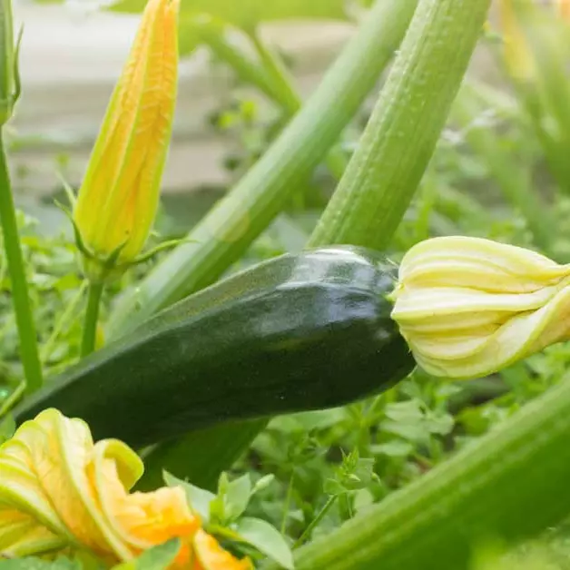 Zucchini