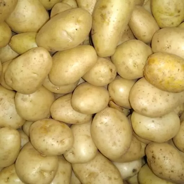 PAPA BLANCA PRIMERA