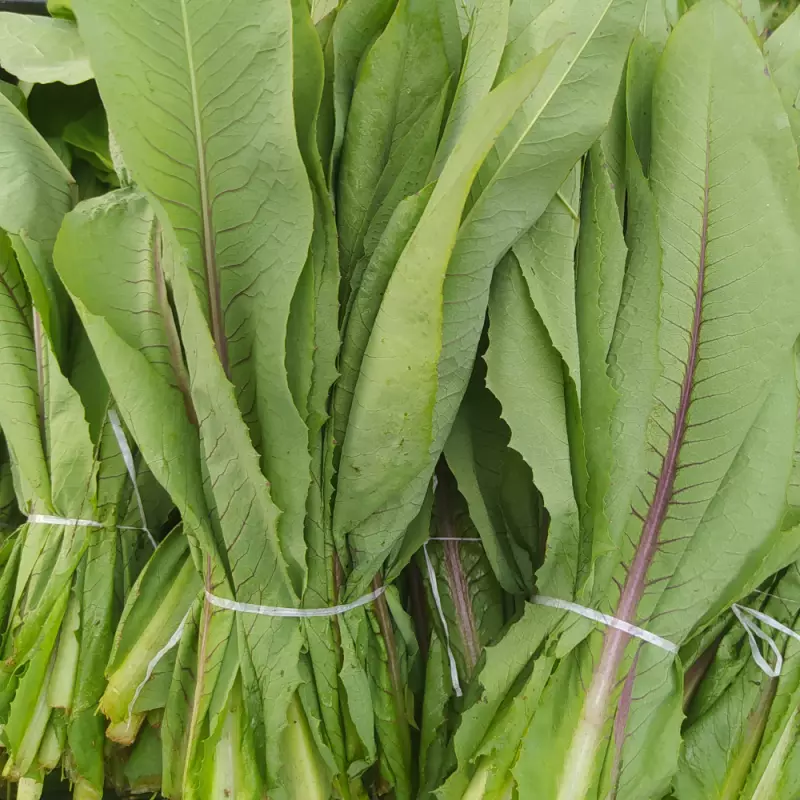 Almeirão Roxo (Ivonete)