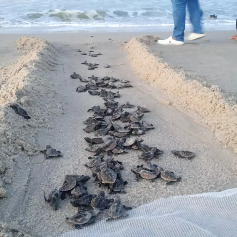 Projeto Amigos do Mar