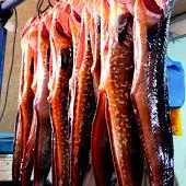 congrio - fish -  conger - congro