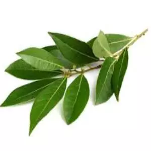 Laurel