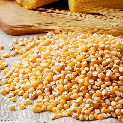 Milho de pipoca orgânico 500Gr