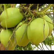 Água de Coco, Jarra 750 ml