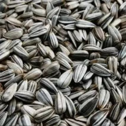 Girassol miúdo 500gr