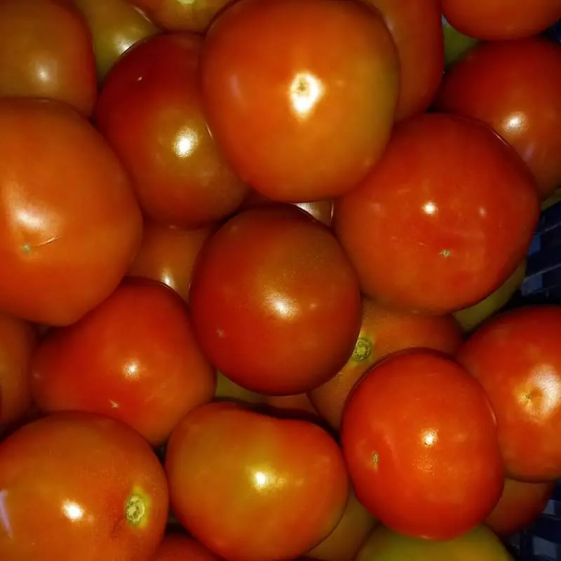 TOMATE BOLITA 2 KILOS EMPACADO