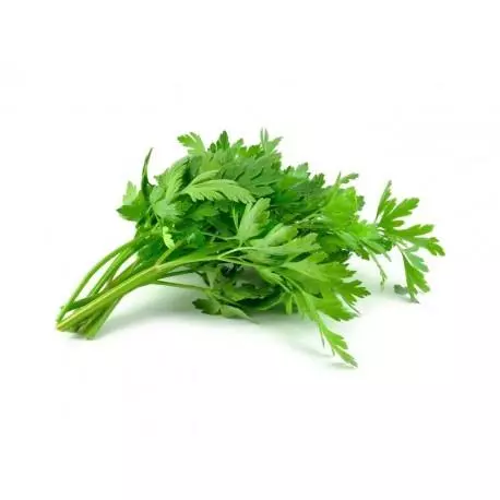Perejil Liso