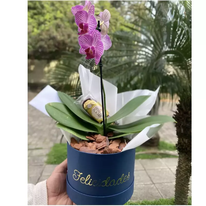 Box orquídea