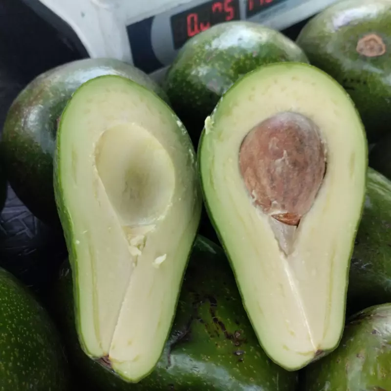 Aguacate fuerte 5000