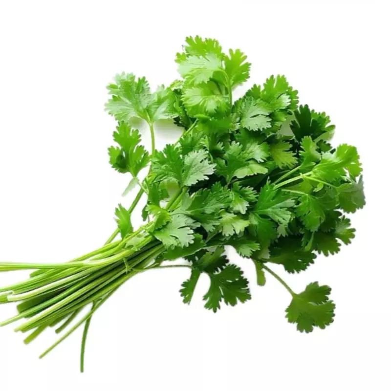 CILANTRO 香菜