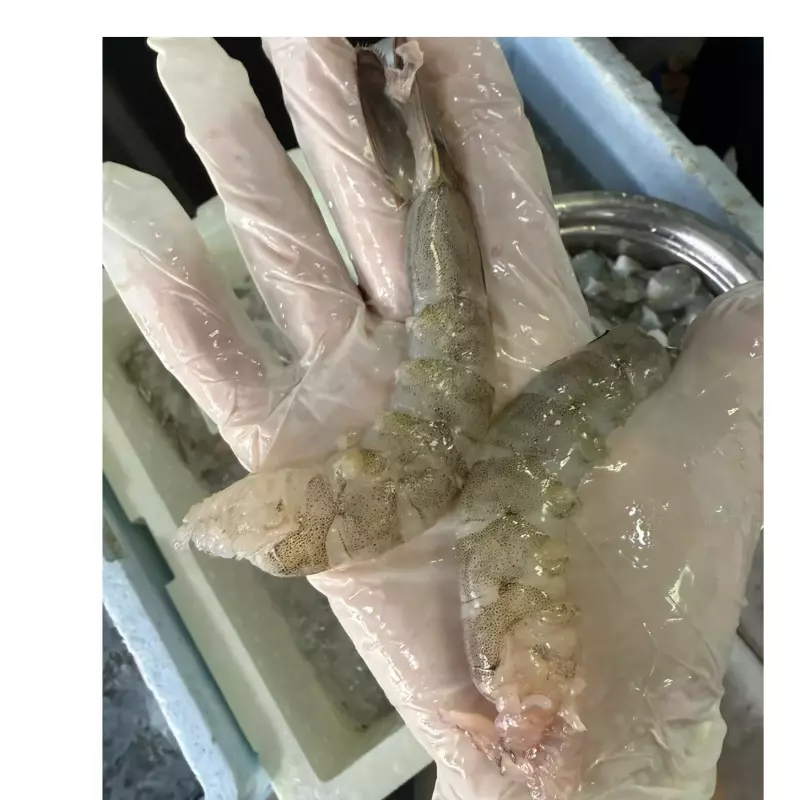 FILÉ EXG