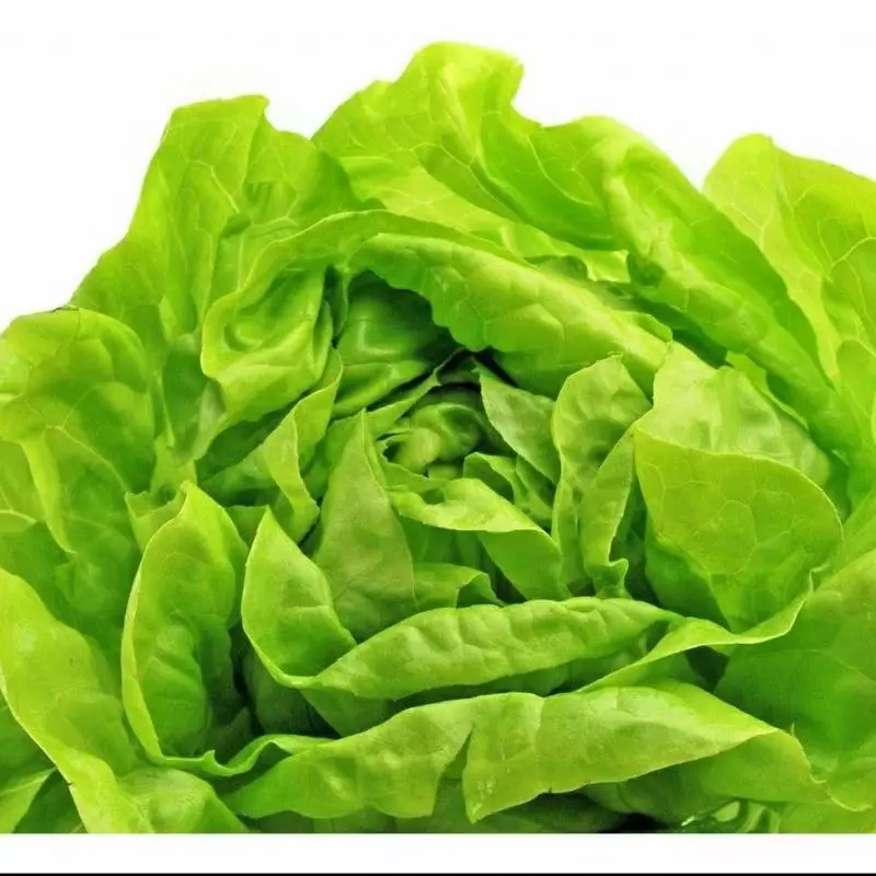 Lechuga Mantequilla x250gr