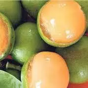 MAMON VERDE INGERTADO KILO