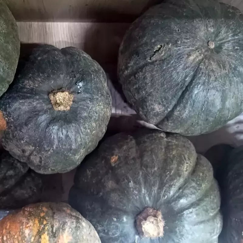 ABÓBORA CABOTIA ORG.  UN G