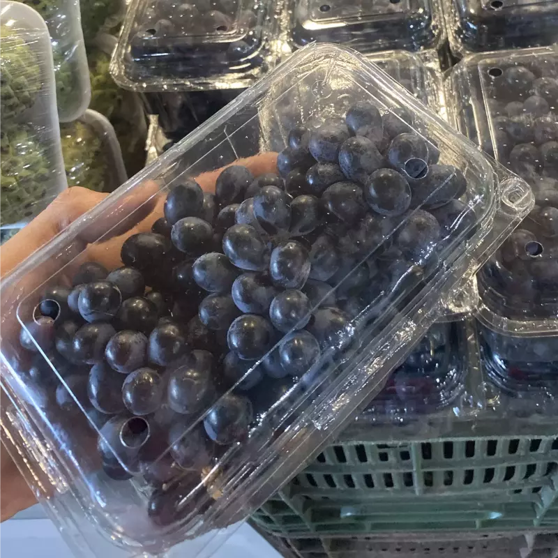 Uva preta sem semente