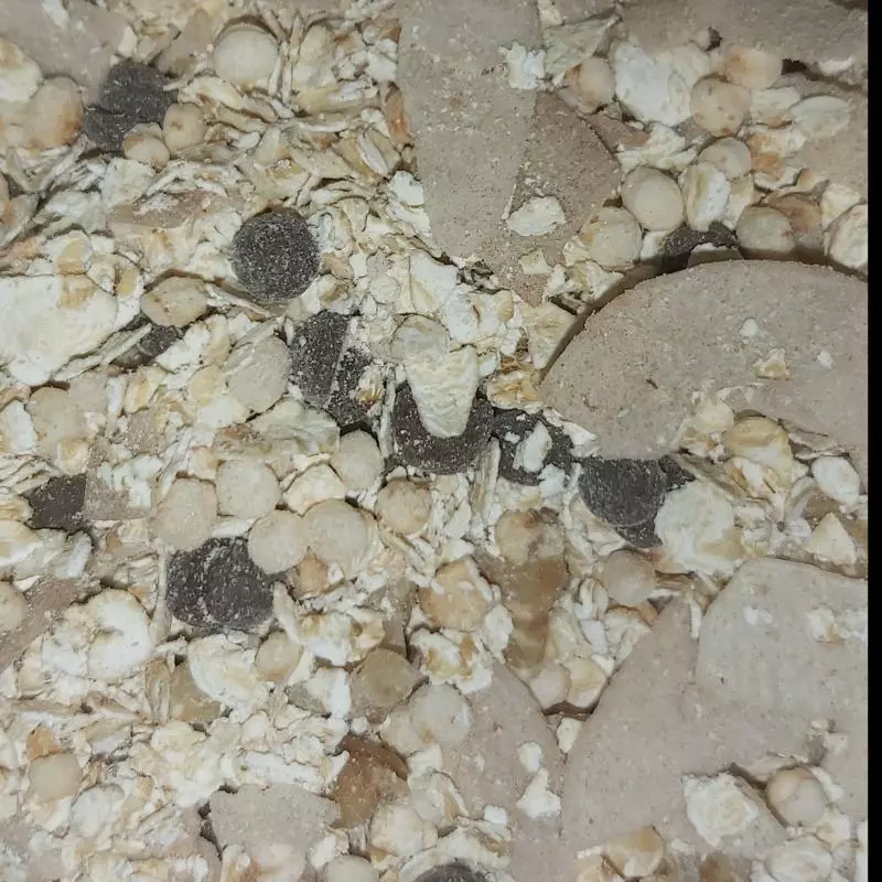 Granola chocolate