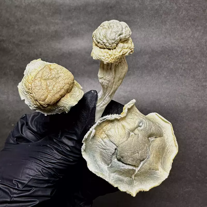 Hongo seco - NutCracker